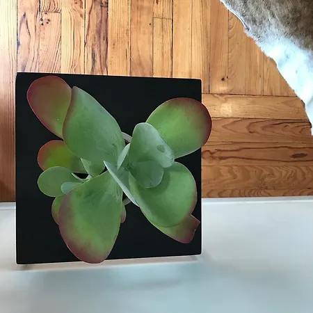 La Casa Cosy, Ξενοδοχείο με διαμερίσματα 4*