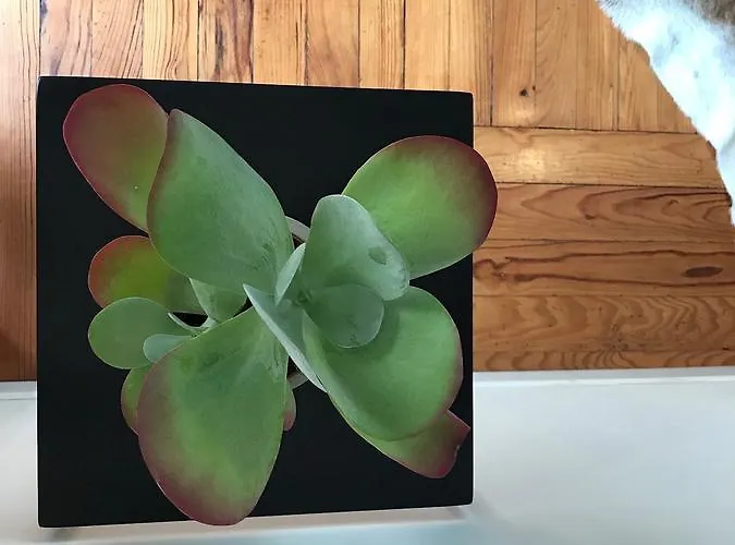 La Casa Cosy, Aparthotel 4*